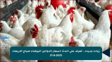 زيادة جديدة.. تعرف على أحدث أسعار الدواجن البيضاء صباح الأربعاء 27-8-2025
